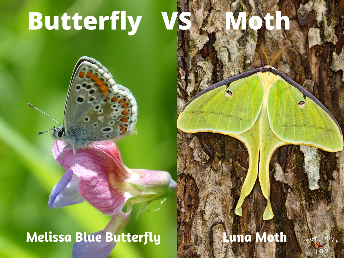 Butterfly on flower moth on tree