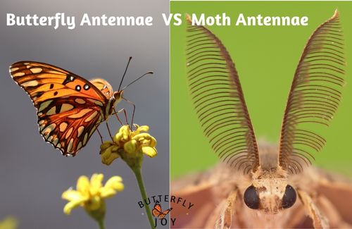 Differnces between Butterfly antennae and Moth Antennae