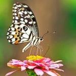 butterfly on flower eating