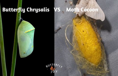 Differences between Butterfly chrysalis vs Moth cocoon