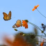 one Butterfly flying and one sitting on flower