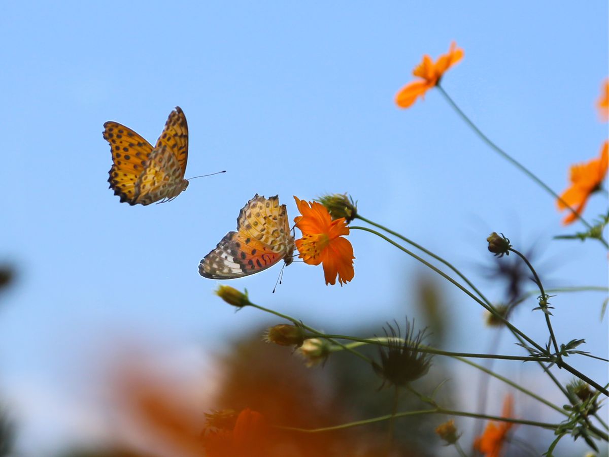 one Butterfly flying and one sitting on flower