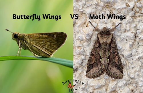Differences between Butterfly vs Moth wings