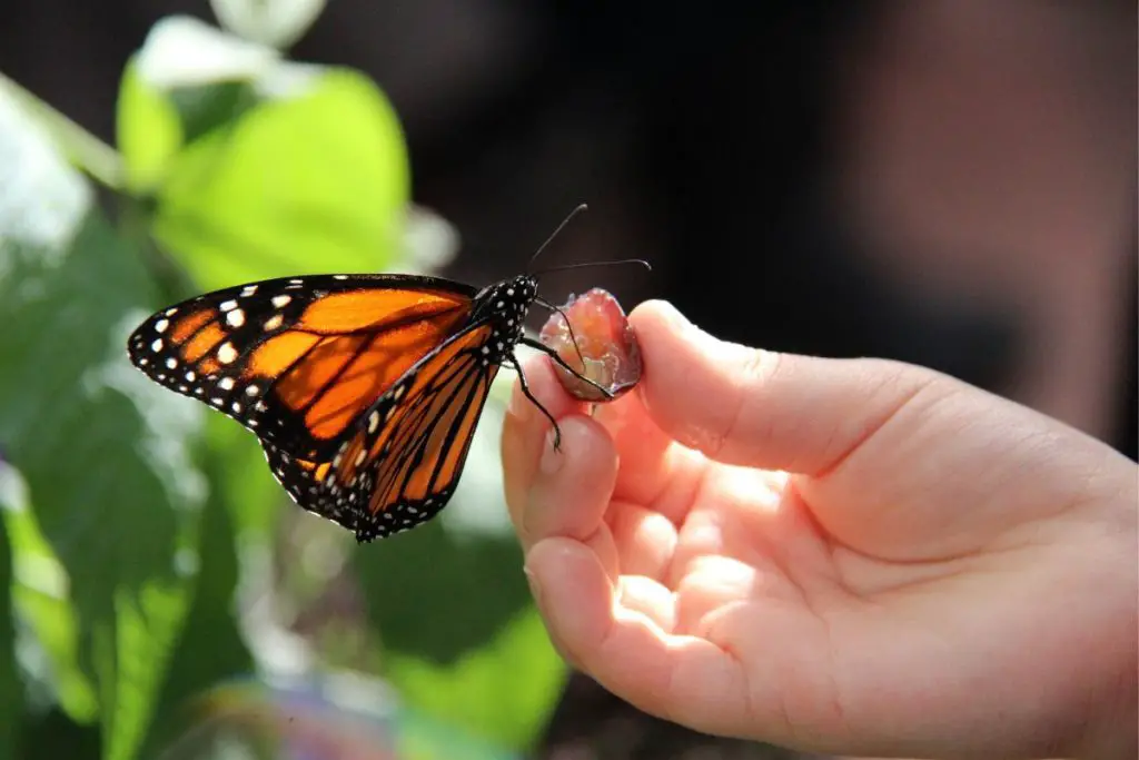 Monarch eating fruit on a hand
