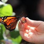 Monarch eating fruit on a hand